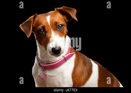 Closeup portrait of Jack Russell Dog on Isolated Black Background Stock Photo