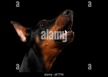 Closeup portrait of howling Doberman Pinscher Dog on isolated Black  Stock Photo