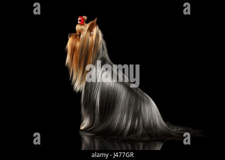 Yorkshire Terrier Dog with long groomed Hair Sits on black Stock Photo