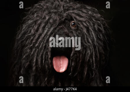 Close up Portrait of Puli Dog isolated on Black Stock Photo