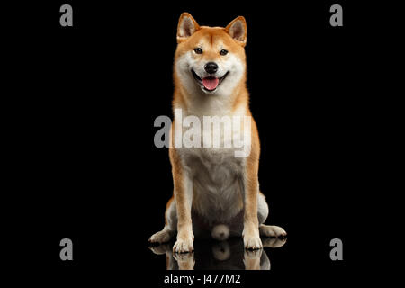 pedigreed Shiba inu Dog Sitting, Smiling, Looks Curious, Isolated Black Background Stock Photo