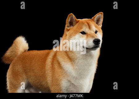 Pedigreed Red Shiba inu Dog Standing on Isolated Black Background Stock Photo