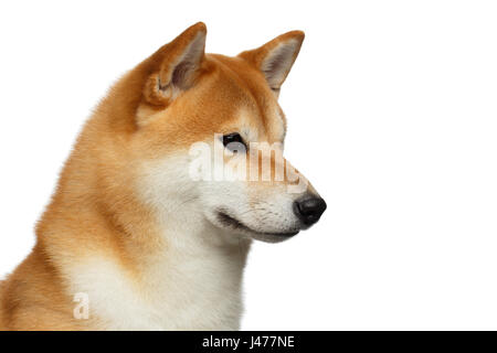 Red Shiba inu Dog on White Background Stock Photo