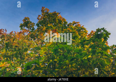 a maple tree with dense green foliage with patches of golden leaves showing the onset of falls located at tollymore forest park in newcastle UK Stock Photo