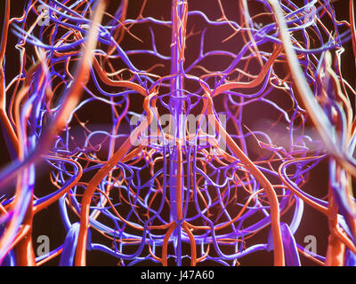 Blood vessels of a human - close-up - 3D Rendering Stock Photo