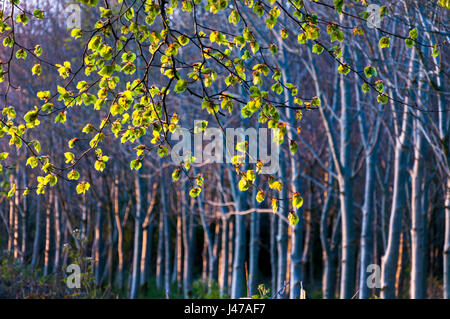 Evening light on new growth buds and leaves on trees Stock Photo