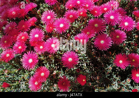 Delosperma cooperi or mesembryanthemum Stock Photo