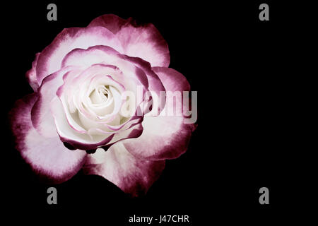 White and dark red rose isolated on black background Stock Photo