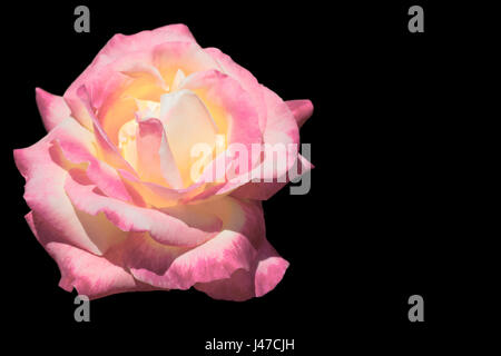 Yellow and pink rose isolated on black background Stock Photo