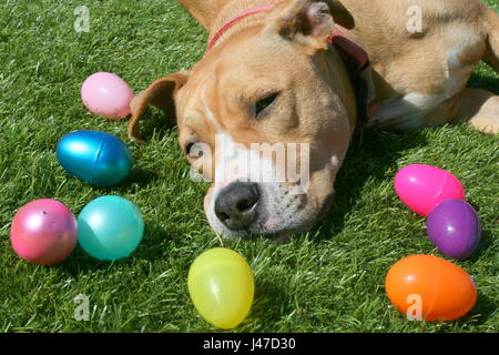 Pit Bull Terrier Dog with Easter Eggs Stock Photo