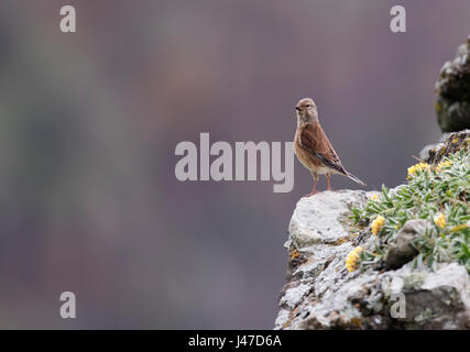 A male Linnet (Carduelis cannabina) perched on a rock, Pembrokeshire Stock Photo