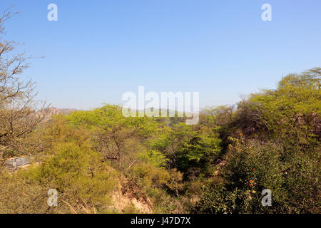 the bright green foliage of morni hills acacia forest and mountain scenery near chandigarh city in punjab india under a clear blue sky in springtime Stock Photo