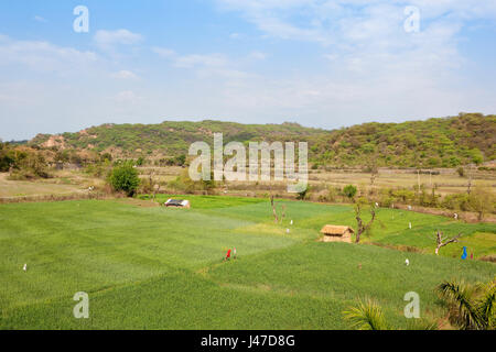 morni hills farmland with green wheat crops against the sandy hills of acacia forest near chandigarh city in punjab india under a blue cloudy sky in s Stock Photo