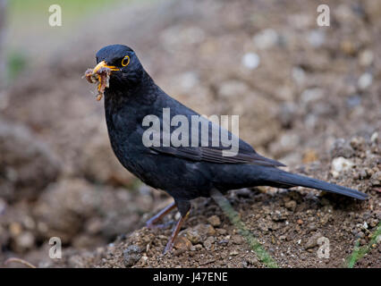 A blackbird feasting on worms Stock Photo