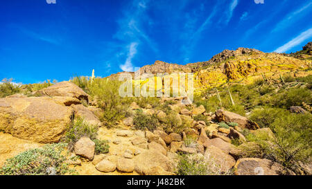 Colorful Yellow and Orange Geological Layers of Usery Mountain surrounded by Large Boulders, Saguaro and other Cacti in Arizona Stock Photo