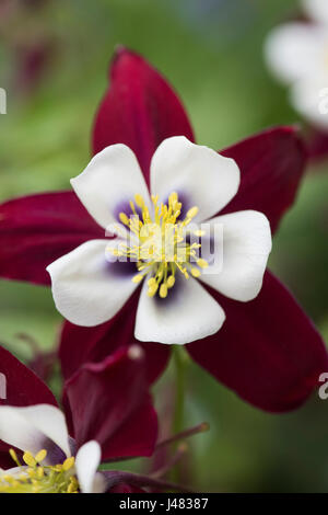 Aquilegia vulgaris 'Louisiana'. Columbine flowers in an english garden. UK Stock Photo