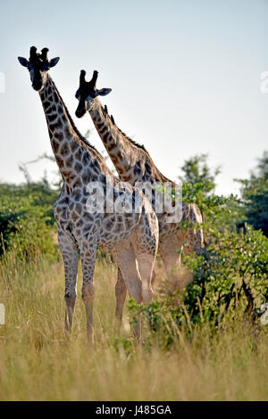 Two giraffes in the savannah. Taken on 04.04.2017. The giraffe (Giraffa camelopardalis) is the tallest land-dwelling animal on earth. Bulls can reach up to 6 metres in height, cows up to 4.5. Their most striking feature is their disproportionately long neck, which is made up of just 7 extremely elongated neck vertebrae. Today, giraffes only live in the savannahs south of the Sahara. Until as late as the 7th century, giraffes could also be found in North Africa. The cloven hoofed animals graze primarily on acacia trees. Their 50cm tongue helps them to get the very last leaves off the branches.  Stock Photo
