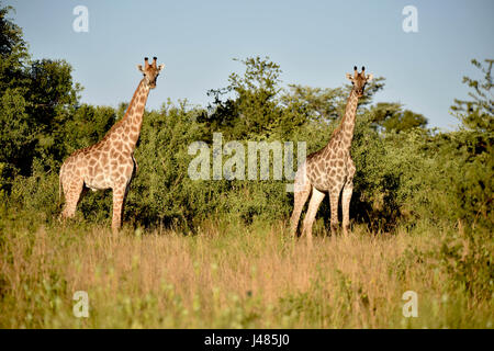 Two giraffes grazing in savannah vegetation. Taken on 04.04.2017. The giraffe (Giraffa camelopardalis) is the tallest land-dwelling animal on earth. Bulls can reach up to 6 metres in height, cows up to 4.5. Their most striking feature is their disproportionately long neck, which is made up of just 7 extremely elongated neck vertebras. Today, giraffes only live in the savannahs south of the Sahara. Until as late as the 7th century, giraffes could also be found in North Africa. The cloven hoofed animals graze primarily on acacia trees. Their 50cm tongue helps them to get the very last leaves off Stock Photo
