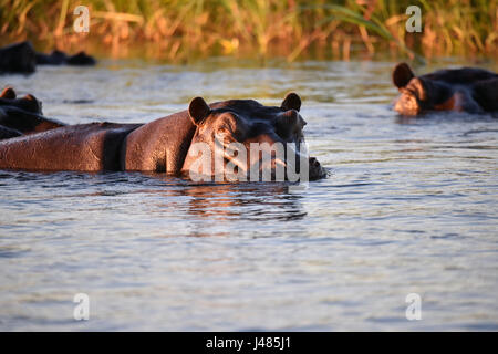 During the day, hippopotami remain mostly submerged underwater, just raising the upper part of their nose, eyes and ears above the water, like in this photo. Taken 02.04.2017 on the Okavango River. Hippos reach a nose to tail length of up to around 5 metres and can weigh up  to 4.5 tons. With a total number of 150,000 animals, this genus is counted among endangered species. Despite their portly appearance, the animals can run quickly on land. They are sometimes known to be very aggressive: they kill more people in Africa than any other species. Photo: Matthias Toedt dpa-Zentralbild/ZB | usage 