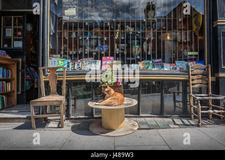 An old shop selling various antiques and collectables with it's ginger tom cat outside in Liverpool, Uk. Stock Photo