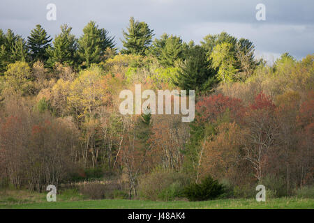 Sunlight piercing through heavy clouds in over springtime woodland. Stock Photo
