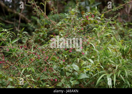 Fuchsia microphylla.  Parque Nacional Volcan Poas. Costa Rica, Alajuela Province, Poas Volcano Stock Photo