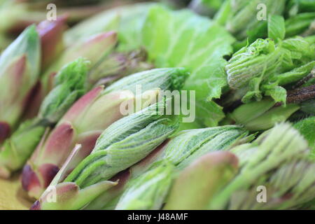 Japanese angelica-tree and other edible wild plants for tempura Stock Photo