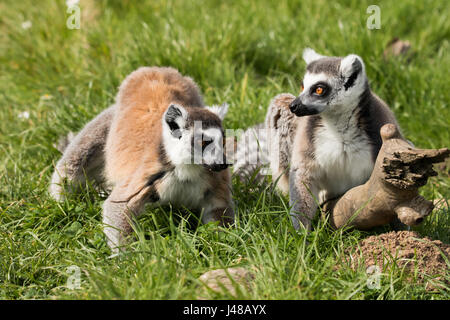 Manor Wildlife Park, St. Florence, Tenby, Pembrokeshire, West Wales, UK. 3rd May, 2017. Stock Photo