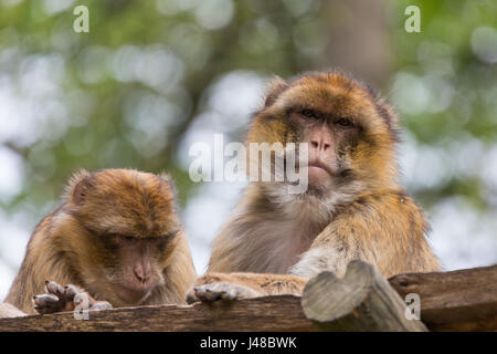 Two Barbary Apes (Macaca Sylvanus) in Ouwehands Zoo in Rhenen (the Netherlands) Stock Photo