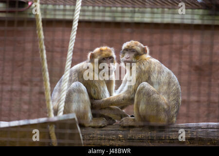 Two sad looking Barbary Apes (Macaca Sylvanus) in a cage in the zoo Stock Photo
