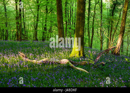 Bluebells in Barton Wood near Watersmeet in Exmoor National Park, Devon, England. Stock Photo