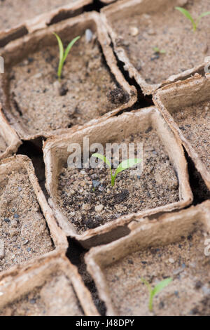 Pastinaca sativa. Parsnip seedlings grown in sand in biodegradable pots Stock Photo