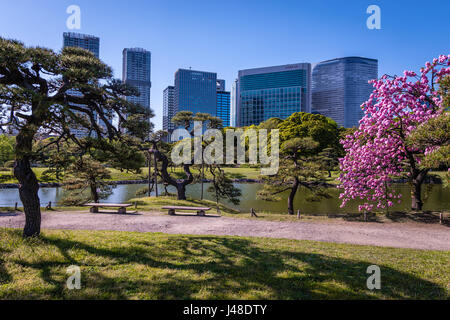 Hamarikyu Gardens in Tokyo Stock Photo