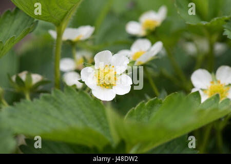 Fragaria × ananassa. Strawberry flower Stock Photo