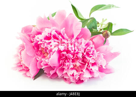 Pink Peonies Isolated on White. Stock Photo