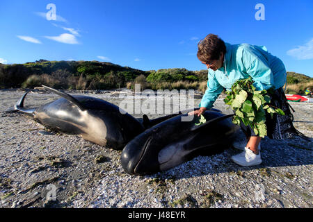 Dead pilot whales during a whale stranding on Farewell Spit in New  Zealand's South Island Stock Photo - Alamy