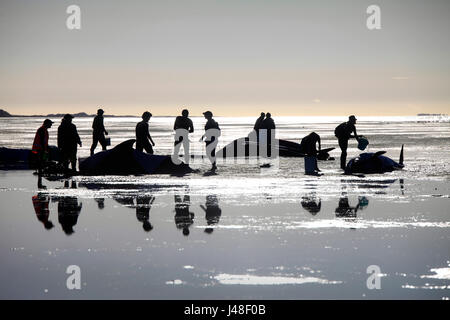 Picture by Tim Cuff - 10 & 11 February 2017  - Mass pilot whale stranding at Farewell Spit, Golden Bay, New Zealand: Stock Photo