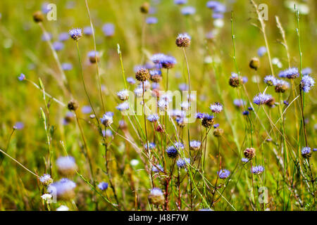 a image of blue wildflowers growing in the grass Stock Photo