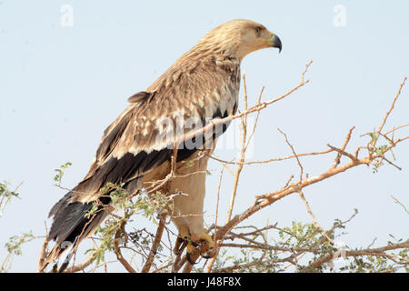 Eastern Imperial Eagle - Aquila heliaca Stock Photo