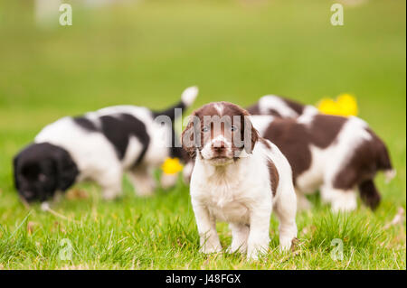 English Springer Spaniel puppies at 6 weeks old exploring the garden Stock Photo