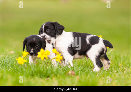 Two English Springer Spaniel puppies at 6 weeks old playing and showing movement Stock Photo