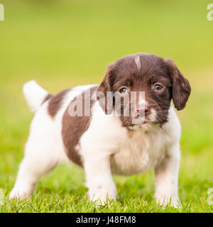 An English Springer Spaniel puppy at 6 weeks old exploring the garden Stock Photo