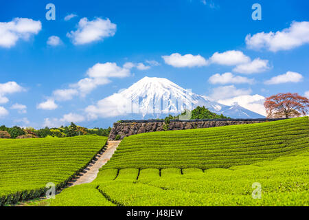 Fuji, Japan at Mt. Fuji and tea fields. Stock Photo