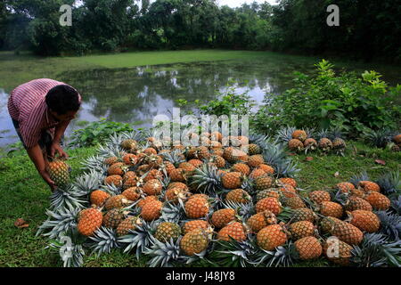 Pineapple harvesting at Madhupur in Tangail, Bangladesh. Stock Photo