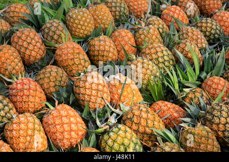 Pineapple harvesting at Madhupur in Tangail, Bangladesh. Stock Photo