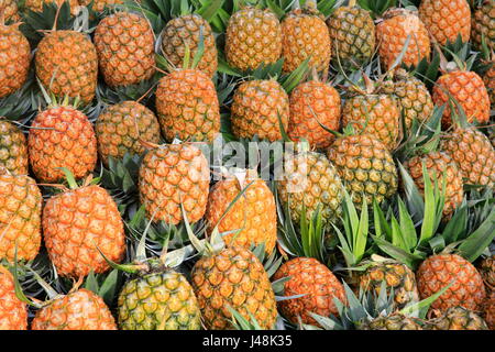 Pineapple harvesting at Madhupur in Tangail, Bangladesh. Stock Photo