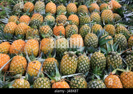 Pineapple harvesting at Madhupur in Tangail, Bangladesh. Stock Photo