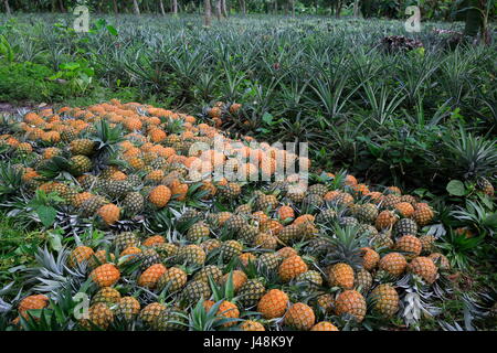 Pineapple harvesting at Madhupur in Tangail, Bangladesh. Stock Photo