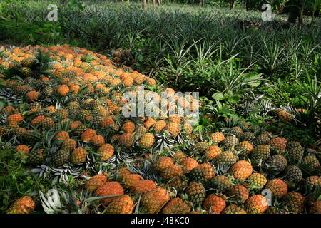 Pineapple harvesting at Madhupur in Tangail, Bangladesh. Stock Photo