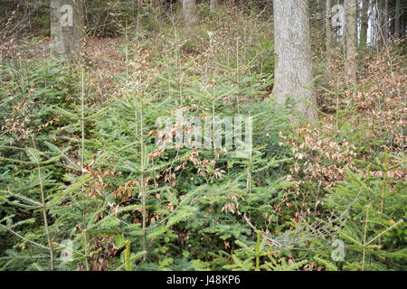 Natural regeneration of fir, spruce and beech under a canopy of overwood of beeches and firs in a mountainous forest in Styria, Austria. Stock Photo